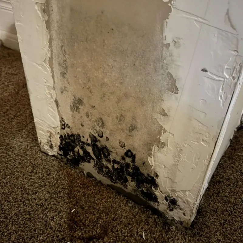 Professional Mold Removal in Taunton, MA